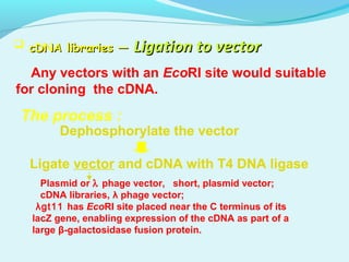  cDNA libraries —cDNA libraries — Ligation to vectorLigation to vector
Any vectors with an EcoRI site would suitable
for cloning the cDNA.
The process :
Dephosphorylate the vector
Ligate vector and cDNA with T4 DNA ligase
Plasmid or λ phage vector, short, plasmid vector;
cDNA libraries, λ phage vector;
λgt11 has EcoRI site placed near the C terminus of its
lacZ gene, enabling expression of the cDNA as part of a
large β-galactosidase fusion protein.
 