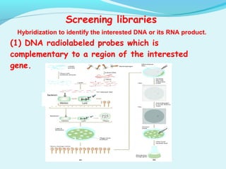 Screening libraries
Hybridization to identify the interested DNA or its RNA product.
(1) DNA radiolabeled probes which is
complementary to a region of the interested
gene.
 