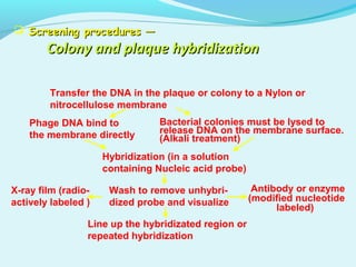  Screening procedures —Screening procedures —
Colony and plaque hybridizationColony and plaque hybridization
Transfer the DNA in the plaque or colony to a Nylon or
nitrocellulose membrane
Phage DNA bind to
the membrane directly
Bacterial colonies must be lysed to
release DNA on the membrane surface.
(Alkali treatment)
Hybridization (in a solution
containing Nucleic acid probe)
Wash to remove unhybri-
dized probe and visualize
X-ray film (radio-
actively labeled )
Antibody or enzyme
(modified nucleotide
labeled)
Line up the hybridizated region or
repeated hybridization
 