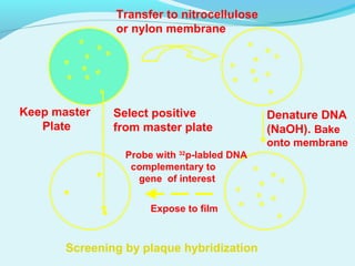 Transfer to nitrocellulose
or nylon membrane
Denature DNA
(NaOH). Bake
onto membrane
Probe with 32
p-labled DNA
complementary to
gene of interest
Expose to film
Select positive
from master plate
Keep master
Plate
Screening by plaque hybridization
 
