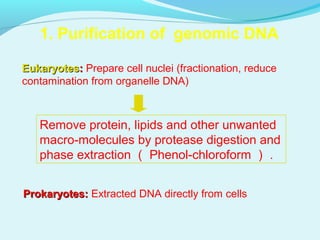 1. Purification of genomic DNA
Remove protein, lipids and other unwanted
macro-molecules by protease digestion and
phase extraction （ Phenol-chloroform ） .
EukaryotesEukaryotes:: Prepare cell nuclei (fractionation, reduce
contamination from organelle DNA)
Prokaryotes:Prokaryotes: Extracted DNA directly from cells
 
