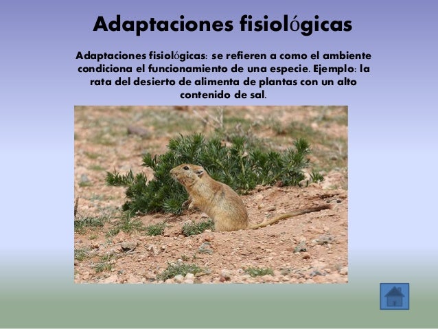 Ajustarse A Las Condiciones O El Ambiente Ajustarse A Las Condiciones O El Ambiente