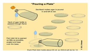 Culturing, inoculation and identification - Microbiology for Lab ...