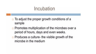 Inoculation Graphical Image Culturing, inoculation and identification - Microbiology for Lab ...