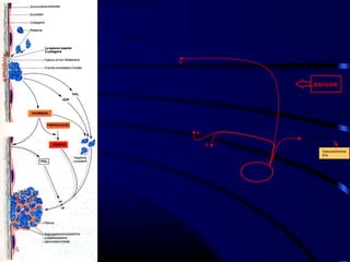 di Hageman




                               +               Traumi molto rilevanti
                                           Attivata da condizioni di grave
                                           trauma


                                                          Lesione




                                   +
                                                      cellule endotelio

                                       +
                                                                  Vasocostrizione
                                                                  tPA




               delle
             delle piastrine
               piastrine
 