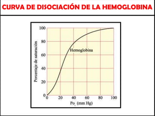 CURVA DE DISOCIACIÓN DE LA HEMOGLOBINA
 