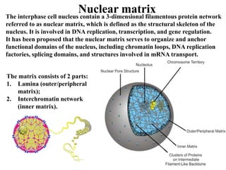6 cytology-Nucleus.pdfznshshshsiskdbshkk | PDF