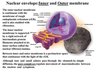 What Is Nuclear Reticulum 6 cytology-Nucleus.pdfznshshshsiskdbshkk | PDF
