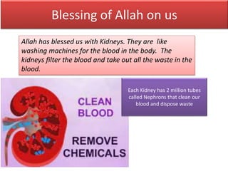Blessing of Allah on us
Allah has blessed us with Kidneys. They are like
washing machines for the blood in the body. The
kidneys filter the blood and take out all the waste in the
blood.
Each Kidney has 2 million tubes
called Nephrons that clean our
blood and dispose waste
 