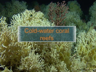 Cold-water coral
reefs
Christopher Hinchcliffe
AKVA
Photo from (1), pp. 7
 