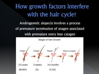 Androgenetic alopecia involves a process
of premature termination of anagen associated
with premature entry into catagen
 