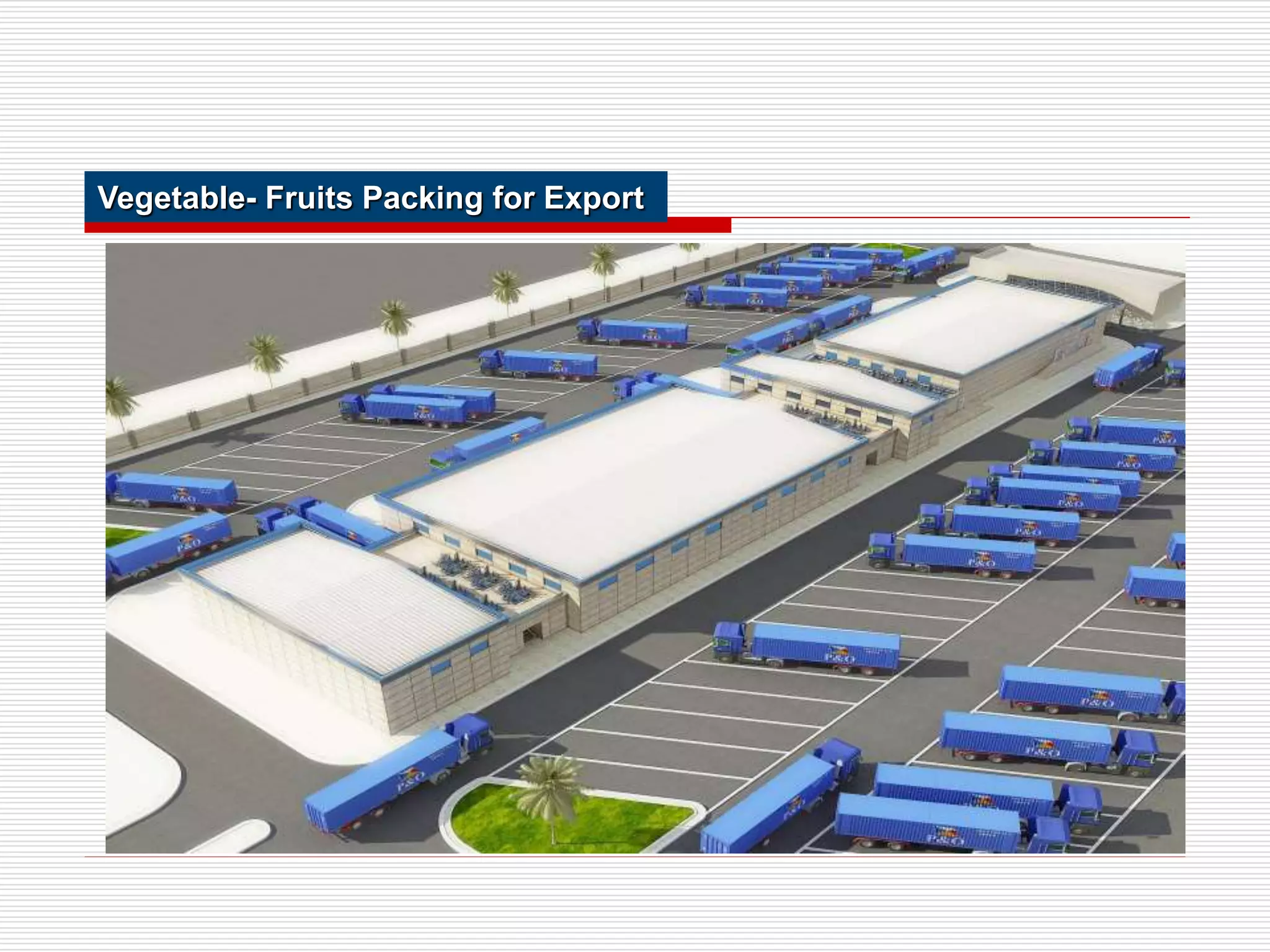 Vegetable- Fruits Packing for Export
 