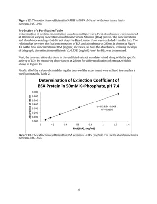 16
Figure12. The extinction coefficientforNADH is .0039 M-1cm-1 withabsorbance limits
between .015–.390.
ProductionofaPurificationTable
Determination of protein concentration was done multiple ways. First, absorbances were measured
at 280nm for varying concentrations of Bovine Serum Albumin (BSA) protein. The concentrations
and absorbance readings that did not obey the Beer-Lambert law were excluded from the data. The
relationship between the final concentration of BSA and absorbance at 280nm is shown in Figure
13. As the final concentrationof BSA (mg/ml) increases, so does the absorbance. Utilizing the slope
of this graph, the extinction coefficient(),0.5315(mg/ml)-1cm-1 forBSA was determined.
Next, the concentration of protein in the undiluted extract was determined along with the specific
activity of LDH by measuring absorbances at 280nm fordifferent dilutions of extract, whichis
shown in Figure 14.
Finally, all of the values obtained during the course of the experiment were utilized to complete a
purification table, Table 2.
Figure13. The extinction coefficientforBSA protein is .5315 (mg/ml)-1cm-1 with absorbance limits
between .026–.653.
y = 0.5315x - 0.0081
R² = 0.9996
0.000
0.100
0.200
0.300
0.400
0.500
0.600
0.700
0 0.2 0.4 0.6 0.8 1 1.2 1.4
Absorbanceat280nm
Final [BSA], (mg/mL)
Determination of Extinction Coefficient of
BSA Protein in 50mM K+Phosphate, pH 7.4
 
