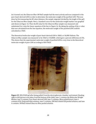 20
As it turned out, the Cibacron Blue 1M NaCl sample had the most activity and was compared to the
pure heart-derived LDH in order to determine the molecular weight of the purified LDH. This was
done by first measuring the Rf value (distance the sample migrated divided by the length of the gel)
for the Cibacron Blue sample. Next, a standard curve forthe molecular weight marker was graphed
and shown in Figure 16. Then the Rf value for the Cibacron Blue sample was measured and
substituted for x into the linear equation of the line in Figure 16. By taking the antilog of the y-value
that was calculated from the line equation, the molecular weight of the purified LDH could be
calculated as 35kD.
The theoretical molecular weight of pure heart-derived LDH is 36kD, or 36,000 Daltons. The
Cibacron Blue sample was measured to be 35kD or 35,000D, whichgave a percent differenceof 2%.
This shows that the experimental molecular weight of purified LDH is very close to the theoretical
molecular weight of pure LDH according to SDS-PAGE.
Figure15. SDS-PAGE gel after being pulled from the electrophoresis chamber and stained. Reading
right to left(picture was taken from the bottom of the dish), lane 1 contains the Molecular Weight
Marker, lane 2 contains Pure Heart-derived LDH, lane 3 contains, MyocardialExtract, lane 4
contains 65% DialyzedPellet solution, lane 5 contains .2M NaCl eluted IEX pooled solution, and lane
6 contains 1M NaCl eluted Cibacron Blue pooled solution.
 