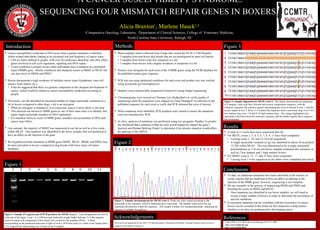 A CANCER SUSCEPTIBILITY SYNDROME:
SEQUENCING FOUR MISMATCH REPAIR GENES IN BOXERS
 To date, no additional mutations have been identified in the intronic or
exonic regions that are predicted to have an affect on splicing or the
function of the MMR genes; however, sequencing is not complete.
 We are currently in the process of sequencing MSH6 and PMS2 and
finishing the exons in MSH2 and MLH1.
• Once mutations are identified in our boxer samples, we will need to
screen a larger number of boxers in order to determine the prevalence of
specific mutations.
 If consistent mutations can be correlated with the occurrence of cancer,
boxers can be screened in the future for this mutations to help predict
whether or not they are predisposed to developing cancer.
This work was supported by the NIH T-35 Interdisciplinary Biomedical Research Training Program Grant as well as
supports of the Hauck Laboratory.
Introduction
ReferencesAcknowledgements
Results
 Blood samples where collected from 9 dogs that visited the NCSU CVM Hospital.
• 3 samples from non-boxer dog breeds that are not predisposed to mast cell tumors.
• 3 samples from boxers with few mutations in c-kit.
• 3 samples from boxers with a higher incidence of mutations in c-kit.
 Primers were designed for each exon of the 4 MMR genes using the NCBI database for
the published canine gene sequence.
 PCR was run using optimized conditions for each exon and product size was verified
using acrylamide gel electrophoresis.
 Samples were commercially sequenced (Genewiz©) using Sanger sequencing.
 Chromatograms were viewed on Chromas Lite (Softpedia©) to verify quality of
sequencing while the sequences were aligned on Clone Manager© in reference to the
published sequence for each exon to verify that PCR obtained the exon of interest.
 When mutations were identified, PCR products were cloned to ensure the mutations
were not introduced by PCR.
 In silico analysis of mutations was performed using two programs: Panther2
to predict
the likelihood that a mutation within an exon would negatively impact the gene’s
function and Human Splicing Finder3
to determine if an intronic mutation would affect
the splicing of the mRNA.
Figure 3
 Cancer susceptibility syndromes (CSS) occur when a genetic mutation is inherited
within related individuals leading to an increased risk and frequency of cancer types .
• CSS are better defined in people, with over 50 syndromes identified, and often affect
genes involved in cell cycle regulation, signaling and DNA repair.1
• Lynch syndrome in people occurs when individuals have a mutation in a mismatch
repair (MMR) gene. Mostly commonly this mutation occurs in MSH2 or MLH1 but
can also occur in MSH6 and PMS2.1
 Boxers demonstrate a high incidence of multiple cancer types (lymphoma, mast cell
tumors, brain tumors etc.).
• It has be suggested that there is a genetic component to this frequent development of
cancer, which would be similar to cancer susceptibility syndromes occurring in
people.
 Previously, our lab identified an increased number of single nucleotide variations in c-
kit in boxers compared to other dogs; c-kit is an oncogene.
• When an oncogene is mutated or over-expressed, cancer is more likely to develop.
• This directed our interest to MMR genes as one of their main roles is to identify and
repair single nucleotide mistakes in DNA replication.
• If a mutation where to occur in MMR genes, mistakes can accumulate in DNA and
cancer may follow.
 Last summer, the majority of MSH2 was sequenced in our lab as well as a few exons
within MLH1. One mutation was identified in the boxer samples that was predicted to
have an affect on the function of the gene.
 We hypothesized that mutations in MMR genes MSH2, MLH1, MSH6, and PMS2 may
be more prevalent in boxers compared to dog breeds with lower mast cell tumor
incidence.
Figure 1
Figure 2
Figure 3. Sample alignment for MLH1 exon 9. This figure demonstrates an alignment
of 4 samples, each with their forward and reverse complement sequence, with the
reference sequence, the intronic regions surrounding the exon of interest in row 1, and the
exonic region in row 2. Rows 3-4 contains the sequence from a non-boxer dog, rows 5-6 a
low mutator dog, rows 7-8 and 9-10 high mutator dogs. The orange highlighted area
represents a deviation from the reference sequence and the dashes signify that a sequence
has terminated.
Conclusions
 A total of 13 exons have been sequenced thus far.
 For MLH1, exons 2, 3, 4, 5, 6, 7, 8, 9, 11 have been completed.
• Leaving exons 1, 10, and 12-19 to be sequenced.
• A single nucleotide variation (c>g) was identified in intron 10 at position
15,760 within MLH1. This was determined to be a single nucleotide
polymorphism as 2 of our non-boxer samples contained this variation, as
well as 2 low mutator and 1 high mutator boxers.
 For MSH2, exon 6, 13, 17, and 19 have been completed.
• Leaving exon 1 to be sequenced as the others were completed previously.
Methods
Figure 2. Sample chromatogram for MLH1 exon 4. Peaks are color coated according to the
nucleotide in the sequence, which is indicated above each peak. The number scale across the top
represents the position within the sequence. This sample contains few background peaks, indicating the
sequence is reliable for analysis.
Figure 1. Sample 2% agarose gel of PCR products for MLH1 exon 3. Lane designations are shown
at the top of the figure. Lane 1 is a 100 base pair molecular weight ladder and lane 11 is the negative
control (contains all components of the master mix except for the template DNA). A band
corresponding to the predicted molecular weight of exon 3 (838 base pairs) is visible in all sample lanes
2-10, respectively representing one of each of our 9 samples.
1
Lindor NM et. al J Natl Cancer Inst Monogr (38) 1-93, 2008.
2
http://www.pantherdb.org/
3
http://www.umd.be/HSF/
1
2
3
4
5
6
7
8
9
10
Alicia Braxton1
, Marlene Hauck1,2
1
Comparative Oncology Laboratory, 2
Department of Clinical Sciences, College of Veterinary Medicine,
North Carolina State University, Raleigh, NC
 