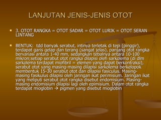 LANJUTAN JENIS-JENIS OTOT 3. OTOT RANGKA = OTOT SADAR = OTOT LURIK = OTOT SERAN LINTANG BENTUK:  tdd banyak serabut, intinya terletak di tepi (pinggir), terdapat garis gelap dan terang (sangat jelas), panjang otot rangka bervariasi antara 1-40 mm, sedangkan tebalnya antara 10-100 mikron;setiap serabut otot rangka dilapisi oleh sarkolema (di dlm sarkolema terdapat miofibril = elemen yang dapat berkontraksi), serabut otot yang masing-masing dilapisi sarkolema berkelopok membentuk 15-30 serabut otot dan dilapisi fasiculus. Masing-masing fasikulus dilapisi oleh jaringan ikat perimisium. Jaringan ikat yang meliputi serabut otot rangka disebut endomisium. Masing-masing endomisium dilapisi lagi oleh epimisium. Dalam otot rangka terdapat mioglobin    pigmen yang disebut mioglobin  