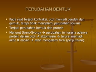 PERUBAHAN BENTUK Pada saat terjadi kontraksi, otot menjadi pendek dan gemuk, tetapi tidak mengalami perubahan volume Terjadi perubahan bentuk dari protein Menurut Szent-Gyorgy    perubahan ini karena adanya protein dalam otot    aktomiosin    terurai menjadi aktin & miosin    aktin mengalami torsi (perputaran) 