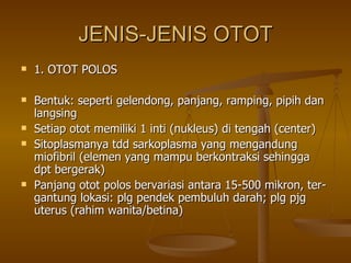 JENIS-JENIS OTOT 1. OTOT POLOS Bentuk: seperti gelendong, panjang, ramping, pipih dan langsing Setiap otot memiliki 1 inti (nukleus) di tengah (center) Sitoplasmanya tdd sarkoplasma yang mengandung miofibril (elemen yang mampu berkontraksi sehingga dpt bergerak) Panjang otot polos bervariasi antara 15-500 mikron, ter- gantung lokasi: plg pendek pembuluh darah; plg pjg uterus (rahim wanita/betina) 