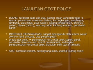 LANJUTAN OTOT POLOS LOKASI: terdapat pada alat atau daerah organ yang berongga    saluran pencernaan makanan (batang kerongkongan, esophagus, lambung, usus halus, usus kasar); batang tenggorokan, bronkus, pulmo, uterus (rahim), kantung urine, kantung empedu, pembuluh darah INNERVASI (PERSYARAFAN): sangat dipengaruhi oleh sistem syaraf otonom (bisa simpatis, bisa parasimpatis) Untuk otot polos    peningkatan kerja otot polos seperti gerak peristaltik dilakukan oleh syaraf parasimpatis, sedangkan penghambatan kerja otot polos dilakukan oleh syaraf simpatis AKSI: kontraksi lambat, berlangsung lama, kadang-kadang ritmis 