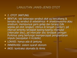 LANJUTAN JANIS-JENIS OTOT 2. OTOT JANTUNG BENTUK: tdd beberapa serabut otot yg bercabang & bersatu dg serabut di sebelahnya    anastomosoma atau sinsitium; mempunyai garis gelap dan terang (tdk sejelas pd otot rangka); intinya di tengah (center); pd interval tertentu terdapat keping-keping interkalar (intercalar disc), pd intercalar disc terdapat jaringan Purkinye yang berfungsi mempercepat penghantaran impuls (kecepatan 4 m/detik) LOKASI: hanya ada di jantung INNERVASI: sistem syaraf otonom AKSI: kontraksi otomatis & ritmis 