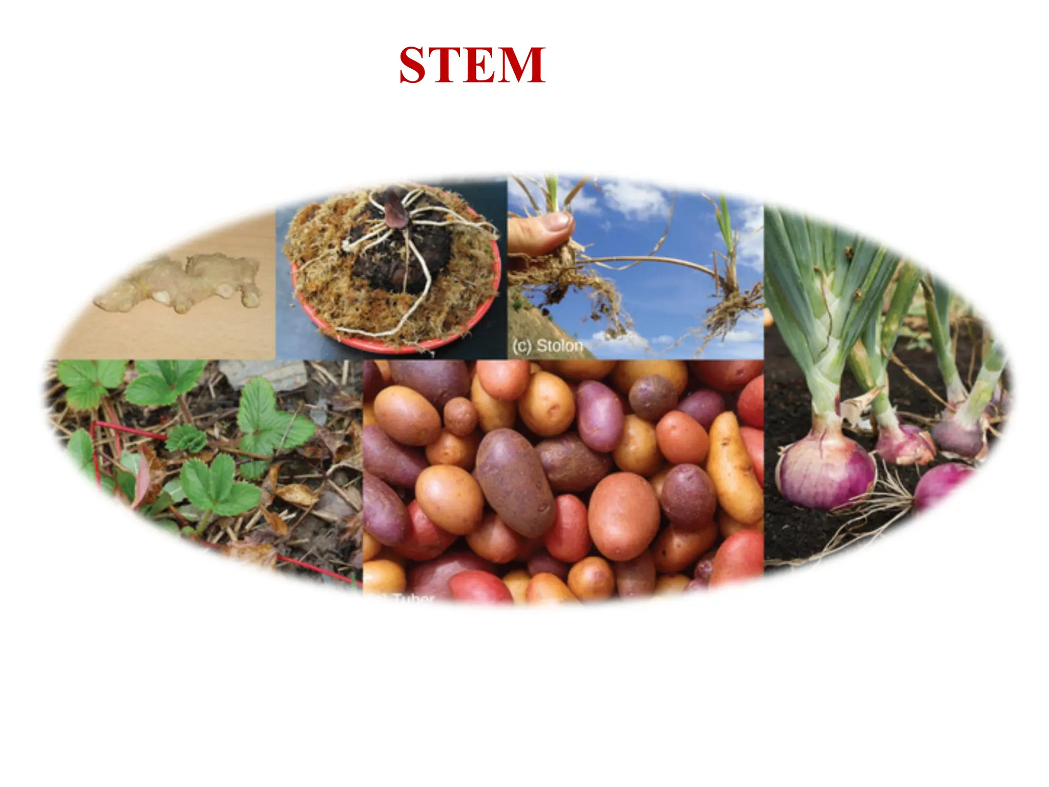 Notes on stems for undergraduate biology notes | PDF