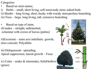 Notes on stems for undergraduate biology notes | PDF