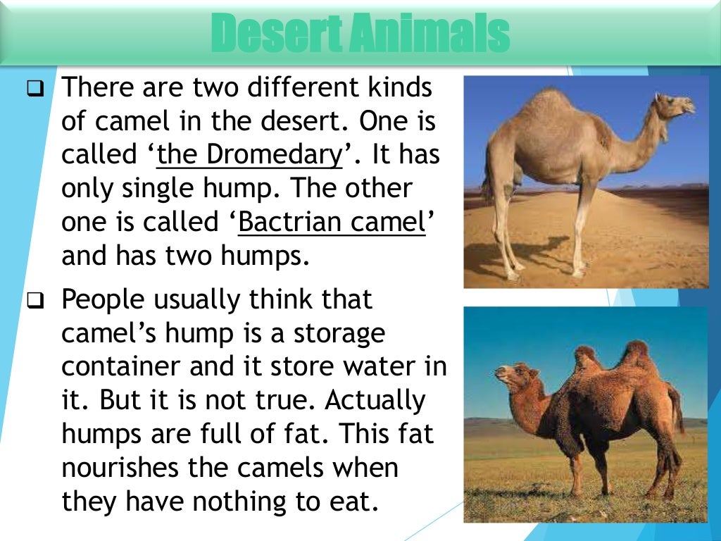 6 desert animals