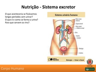 Nutrição - Sistema excretor
O que aconteceria se ficássemos
longos períodos sem urinar?
O que é e como se forma a urina?
Para que servem os rins?
Corpo Humano
 