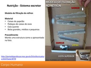 Nutrição - Sistema excretor
Modelo de filtração do néfron
Material
• Caixas de papelão
• Pedaços de caixas de ovos
• Cola quente
• Bolas grandes, médias e pequenas
Procedimento
Monte uma estrutura como a apresentada
na foto.
http://portaldoprofessor.mec.gov.br/fichaTecnicaAul
a.html?aula=8770
Corpo Humano
 