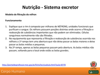 Nutrição - Sistema excretor
Modelo de filtração do néfron
Funcionamento
1. Explique que o rim é composto por milhares de NÉFRONS, unidades funcionais que
purificam o sangue. Os néfrons possuem porções distintas onde ocorre a filtração e
reabsorção de substâncias importantes que não podem ser eliminadas. Células
sanguíneas normalmente não são filtradas.
2. No equipamento que representa a filtração e reabsorção de substâncias ocorrida nos
néfrons a 1ª rampa tem uma abertura que não deixa passar as bolas maiores e deixa
passar as bolas médias e pequenas.
3. Na 2ª rampa, apenas as bolas pequenas passam pela abertura. As bolas médias não
passam, voltando para o local onde estão as bolas grandes.
http://portaldoprofessor.mec.gov.br/fichaTecnicaAula.html?aula=8770
Corpo Humano
 