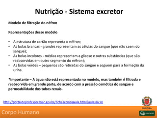 Nutrição - Sistema excretor
Modelo de filtração do néfron
Representações desse modelo
• A estrutura de cartão representa o néfron;
• As bolas brancas - grandes representam as células do sangue (que não saem do
sangue);
• As bolas incolores - médias representam a glicose e outras substâncias (que são
reabsorvidas em outro segmento do néfron);
• As bolas verdes – pequenas são retiradas do sangue e seguem para a formação da
urina.
*Importante – A água não está representada no modelo, mas também é filtrada e
reabsorvida em grande parte, de acordo com a pressão osmótica do sangue e
permeabilidade dos tubos renais.
http://portaldoprofessor.mec.gov.br/fichaTecnicaAula.html?aula=8770
Corpo Humano
 