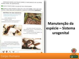 Manutenção da
espécie – Sistema
urogenital
Corpo Humano
 