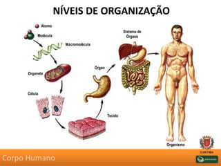 NÍVEIS DE ORGANIZAÇÃO
Corpo Humano
 