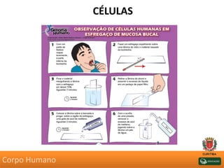 CÉLULAS
Corpo Humano
 
