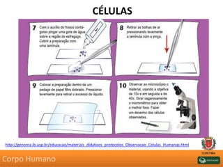 CÉLULAS
http://genoma.ib.usp.br/educacao/materiais_didaticos_protocolos_Observacao_Celulas_Humanas.html
Corpo Humano
 