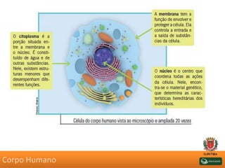 Corpo Humano
 