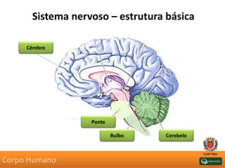 Ponte
Bulbo Cerebelo
Cérebro
Sistema nervoso – estrutura básica
Corpo Humano
 