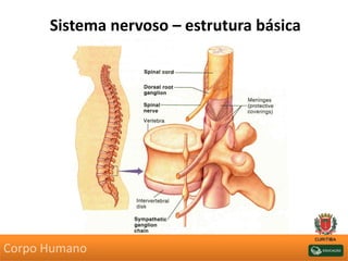 Sistema nervoso – estrutura básica
Corpo Humano
 