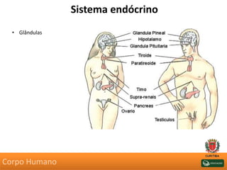 Sistema endócrino
Corpo Humano
• Glândulas
 