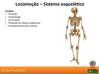 Locomoção – Sistema esquelético
Funções
• Proteção
• Sustentação
• Locomoção
• Produção de células sanguíneas
• Armazenamento de minerais
Corpo Humano
 