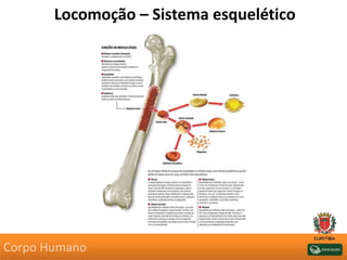 Locomoção – Sistema esquelético
Corpo Humano
 