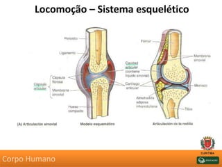 Locomoção – Sistema esquelético
Corpo Humano
 