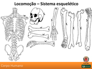 Locomoção – Sistema esquelético
Corpo Humano
 