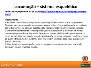 Locomoção – sistema esquelético
Atividade: montando um kit de ossos (http://pt.slideshare.net/madiers/experimentos-
8-ano)
Procedimento
4. Procurem identificar a que parte do corpo da galinha cada um dos ossos pertence.
Desenhem os ossos no caderno e anotem as conclusões. Esse trabalho pode ser realizado
por toda a turma, e a caixa de sapatos pode ficar guardada em um armário na escola.
5. Observem atentamente as radiografias que vocês coletaram e identifiquem nelas a
parte do corpo que foi radiografada. Façam uma etiqueta informando qual é a parte do
corpo apresentada na imagem, quando a radiografia foi feita e coloquem também o nome
de quem a trouxe. Isso os ajudará a encontrá-la com facilidade caso fique guardada no
armário da escola.
6. Guardem todas as radiografias e outras imagens do esqueleto humano que vocês
coletaram em um envelope grande.
Corpo Humano
 