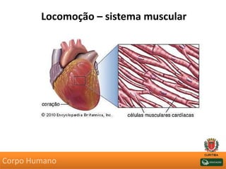 Locomoção – sistema muscular
Corpo Humano
 
