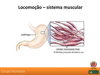 Locomoção – sistema muscular
Corpo Humano
 