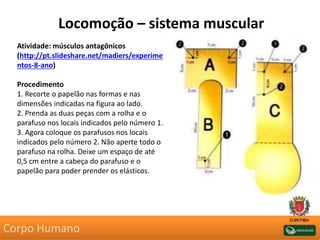 Locomoção – sistema muscular
Atividade: músculos antagônicos
(http://pt.slideshare.net/madiers/experime
ntos-8-ano)
Procedimento
1. Recorte o papelão nas formas e nas
dimensões indicadas na figura ao lado.
2. Prenda as duas peças com a rolha e o
parafuso nos locais indicados pelo número 1.
3. Agora coloque os parafusos nos locais
indicados pelo número 2. Não aperte todo o
parafuso na rolha. Deixe um espaço de até
0,5 cm entre a cabeça do parafuso e o
papelão para poder prender os elásticos.
Corpo Humano
 