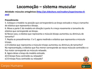 Locomoção – sistema muscular
Atividade: músculos antagônicos (http://pt.slideshare.net/madiers/experimentos-8-
ano)
Procedimento
5. Coloque o modelo na posição que corresponderia ao braço esticado e meça o tamanho
do elástico que representa o bíceps.
6. Mova a parte C do modelo em direção à parte A e meça novamente o tamanho do
elástico que corresponde ao bíceps.
b) Nesse caso, o elástico que representa o músculo bíceps aumentou ou diminuiu de
tamanho?
7. Repita os procedimentos E e F, agora medindo o elástico que representa o músculo
tríceps.
c) O elástico que representa o músculo tríceps aumentou ou diminuiu de tamanho?
Na representação, o elástico que fica menor corresponde ao nosso músculo contraído e o
fica maior corresponde ao músculo relaxado.
8. Agora deixe o braço do modelo esticado.
d) O bíceps ficou contraído ou relaxado?
e) O tríceps ficou contraído ou relaxado?
Corpo Humano
 