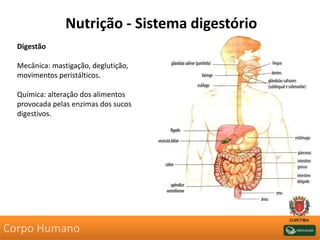 Nutrição - Sistema digestório
Digestão
Mecânica: mastigação, deglutição,
movimentos peristálticos.
Química: alteração dos alimentos
provocada pelas enzimas dos sucos
digestivos.
Corpo Humano
 