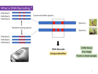 Comprehensive Overview of DNA Barcoding for Species Identification and ...